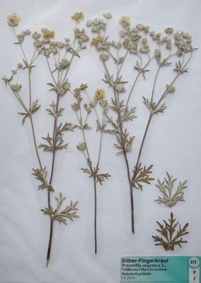 Potentilla argentea / Silber-Fingerkraut  (05/2010; Müllheim/Oberrheinebene)  (Herbarium Dr. Wolf von Thun)