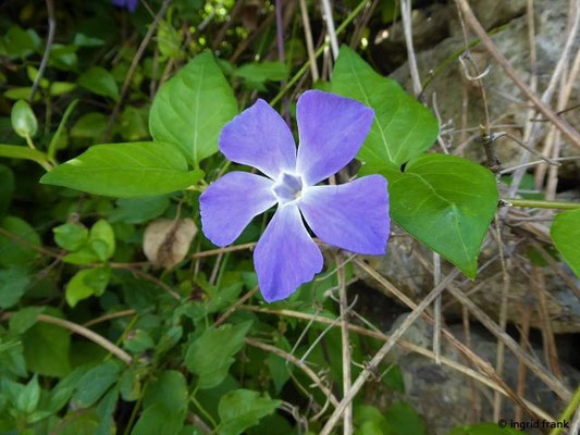 Vinca major / Großes Immergrün    (01.05.2019; Italien, Toskana, Halbinsel Monte Argentario)