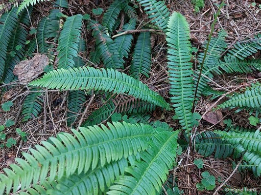 Blechnum spicant / Rippenfarn   (27.06.2024; Steiermark, Ramsau)