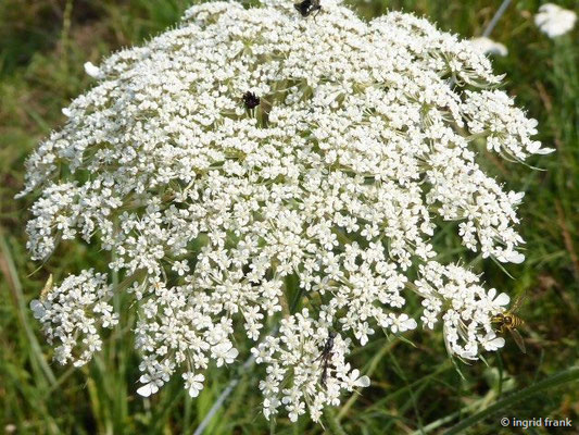 Daucus carota - Gewöhnliche Möhre