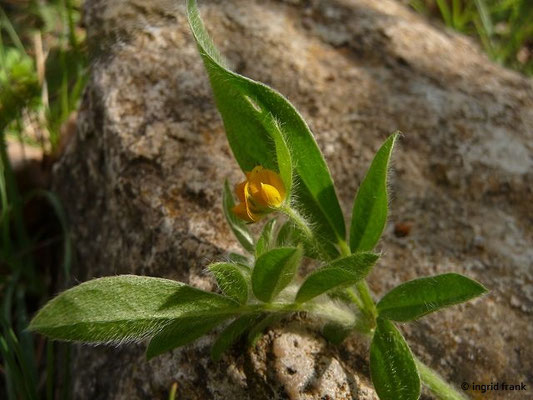 Hymenocarpus circinnatus - Pfennigklee (Türkei)