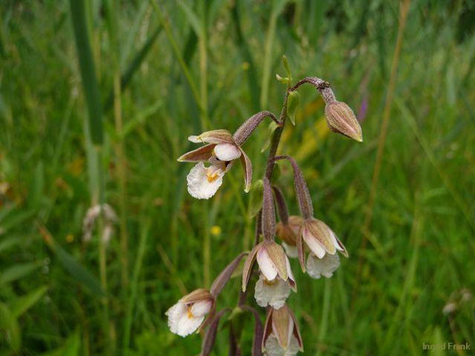 Epipactis palustris / Sumpf-Ständelwurz