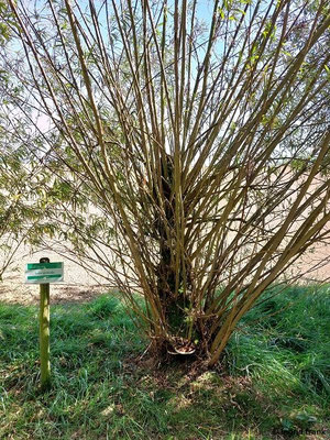 Salix viminalis / Korb-Weide: Neophyt im ausgeprägt ozeanischen Bereich von Europa und Ostamerika