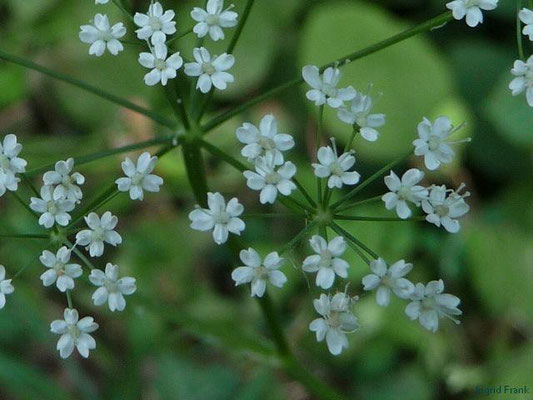 Pimpinella saxifraga - Kleine Bibernelle