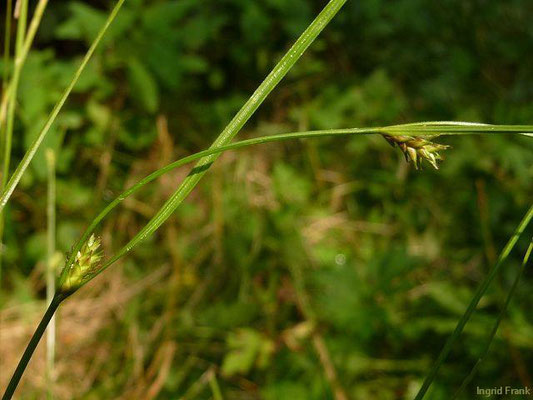 Carex remota / Winkel-Segge    VI-VII