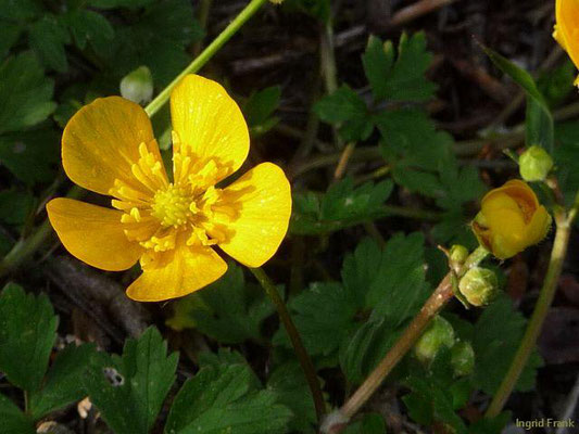 Ranunculus repens / Kriechender Hahnenfuß