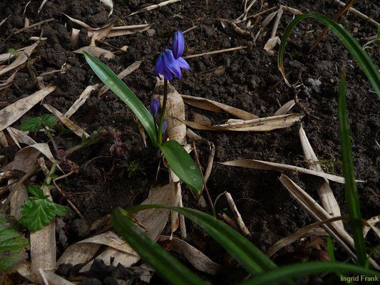 Scilla siberica / Sibirischer Blaustern