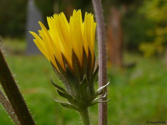 Picris spec. / Bitterkraut-Arten