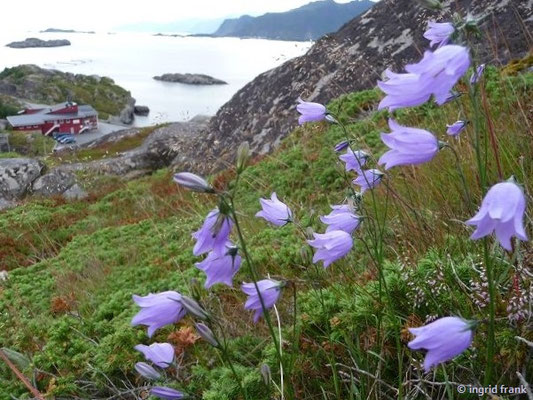 Campanula scheuchzeri - Scheuchzers Glockenblume    VII-VIII