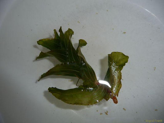 Potamogeton perfoliatus / Durchwachsenes Laichkraut