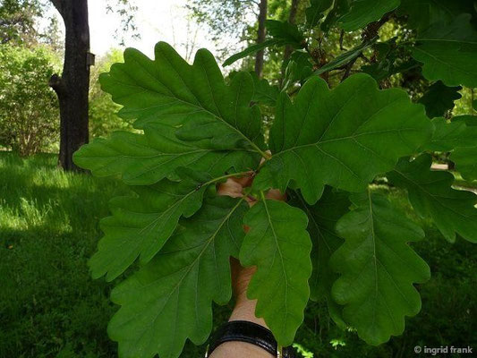 08.05.2015: Quercus petraea / Trauben-Eiche