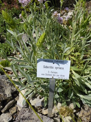 Sideritis syriaca / Syrisches Gliedkraut (12.05.2019; Botanischer Garten Universität Würzburg)