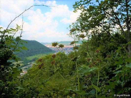 20.06.2017 - Auf dem Traufgang Schlossfelsenpfad bei Albstadt-Ebingen