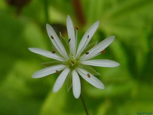 20.06.2011-Stellaria graminea - Gras-Sternmiere