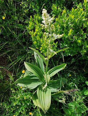 Veratrum album ssp. album / Weißer Germer