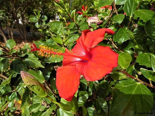 Hibiscus rosa-sinensis / Chinesischer Roseneibisch