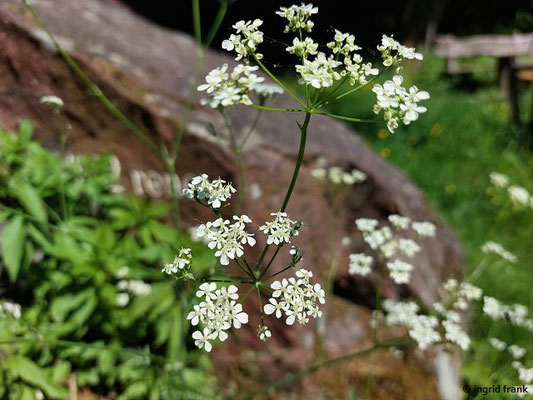 Anthriscus sylvestris / Wiesen-Kerbel  (10.05.2025; Heidelberg, Königstuhl)