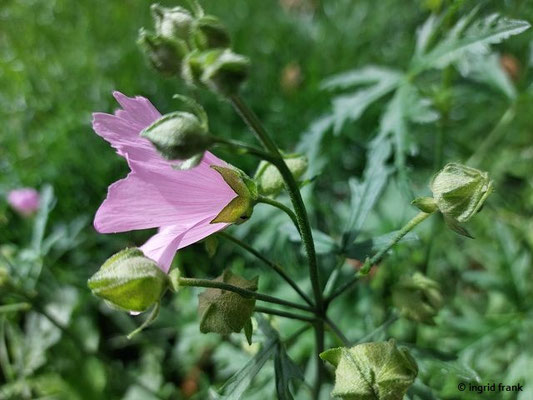 Malva alcea / Rosen-Malve, Siegmarswurz