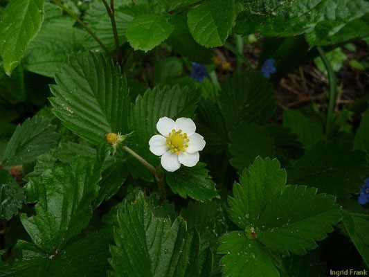 Platz 24: Wald-Erdbeere / Fragaria vesca   (nachgewiesen in 1130 der 1161 Kartierquadranten)