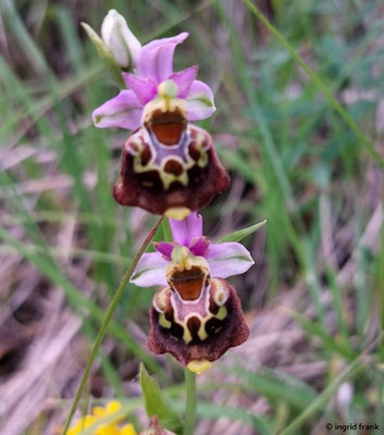 Ophrys holoserica / Hummel-Ragwurz  V-IX
