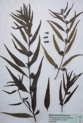 Melampyrum sylvaticum / Berg-Wachtelweizen, Wald-Wachtelweizen   V-VIII     (Herbarium Dr. Wolf von Thun)