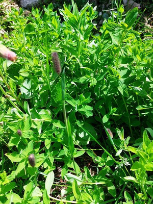 Phleum alpinum / Alpen-Lieschgras   (29.06.2024; Steiermark, Schladming, Planai)