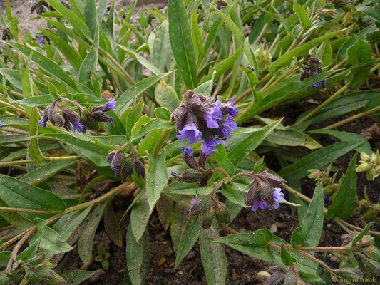 Pulmonaria longifolia / Langblättriges Lungenkraut (05.05.2014; Botanischer Garten Berlin)