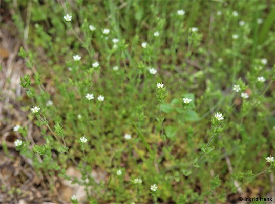 Arenaria serpyllifolia / Quendelblättriges Sandkraut    V-IX