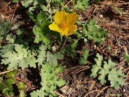 Stylophorum diphyllum / Schöllkrautmohn (27.03.2014; Botanischer Garten der Universität Basel)