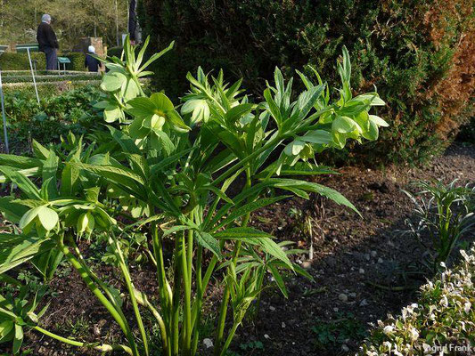 Helleborus viridis / Grüne Nieswurz (Kräutergarten im Kurgarten Bad Wörishofen)    III-IV