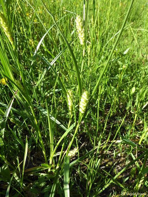 Carex hirta - Behaarte Segge    V-VI