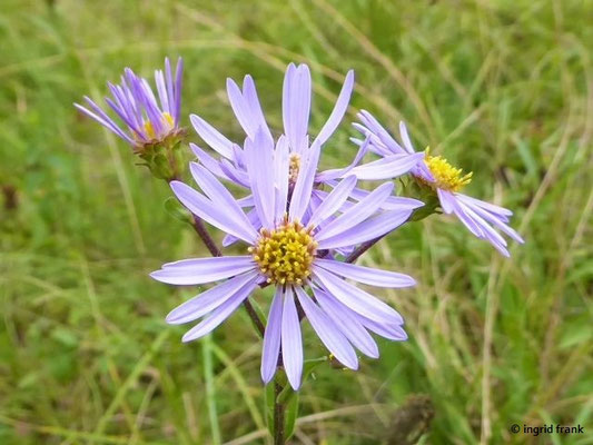 Aster amellus / Berg-Aster, Kalk-Aster    VII-IX