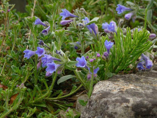 Lithodora oleifolia / Ölbaumblättriger Steinsame (30.04.2014; Botanischer Garten Berlin)