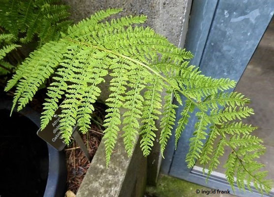 Athyrium distentifolium / Gebirgs-Frauenfarn   (30.07.2022; Botanischer Garten Universität Basel)