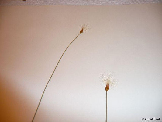 Trichophorum alpinum / Alpen-Haarsimse