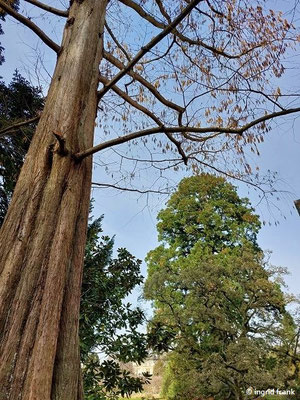 22.02.2023: Metasequoia glyptostroboides / Urwelt-Mammutbaum  (Weinheim, Schau- und Sichtungsgarten Hermannshof)