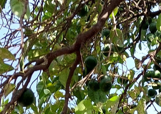 Citrus aurantium / Pomeranze