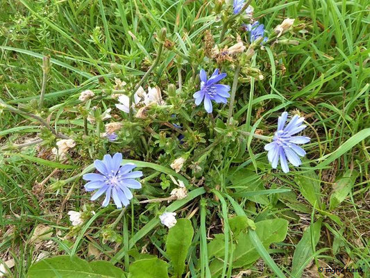 Cichorium intybus / Wegwarte   (25.08.2020; NSG Digelfeld)
