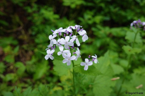 Lunaria rediviva / Ausdauerndes Silberblatt, Ausdauernde Mondviole