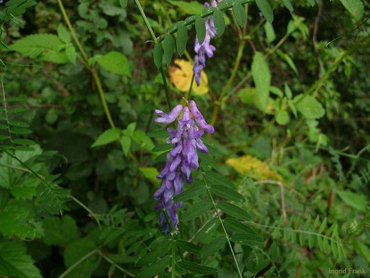 Vicia cracca ssp. cracca / Gewöhnliche Vogel-Wicke