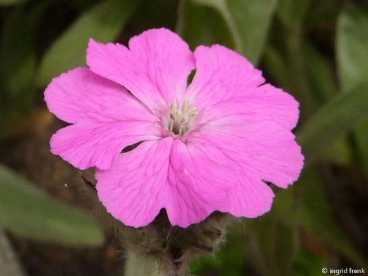 Silene flos-jovis / Jupiter-Lichtnelke (30.04.2014; Botanischer Garten Berlin)