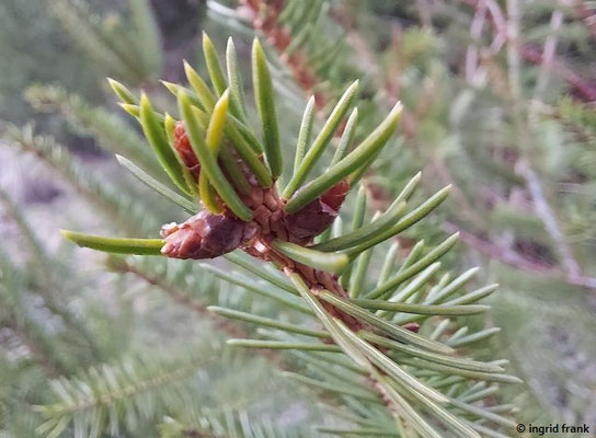 03.03.2026: Picea abies / Fichte