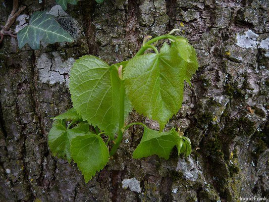 13.04.2011: Tilia platyphyllos / Sommer-Linde