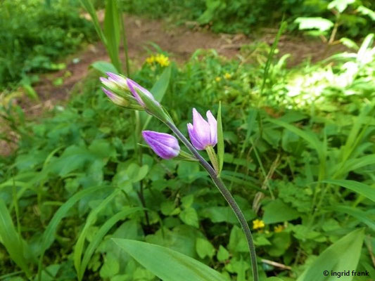 Cephalanthera rubra / Rotes Waldvögelein    VI-VII