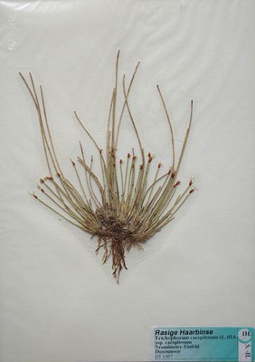 Trichophorum cespitosum / Rasen-Haarsimse    (Herbarium Dr. Wolf von Thun)