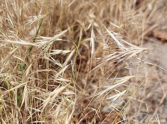 Bromus tectorum / Dach-Trespe  V-VI