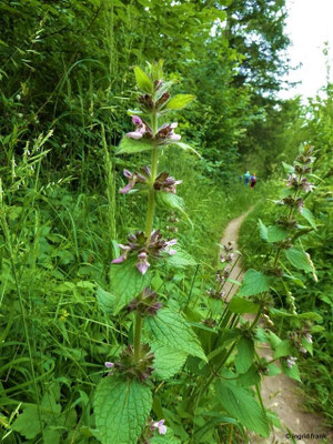 Stachys alpina / Alpen-Ziest