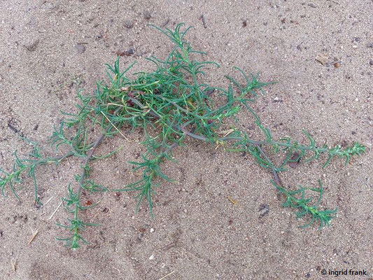 Salsola tragus / Kali-Salzkraut    (15.07.2023; NSG Sandhausener Düne, Pflege Schönau-Galgenberg)