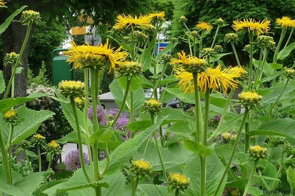 Inula helenium - Echter Alant