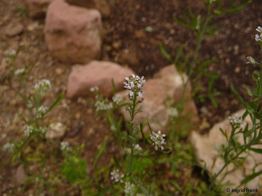 Lepidium sativum - Garten-Kresse  (Botanischer Garten Universität Heidelberg)